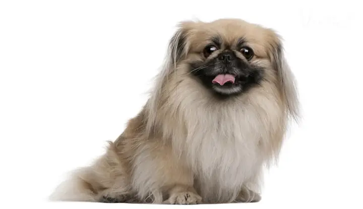 Các Giống Chó Nhật Lai Phổ Biến