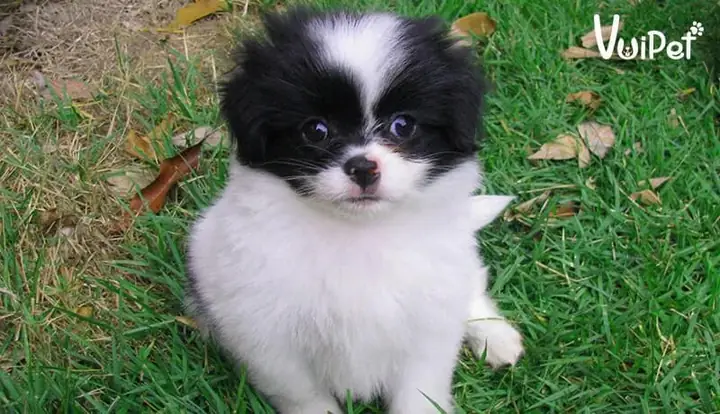 Các Giống Chó Nhật Lai Phổ Biến