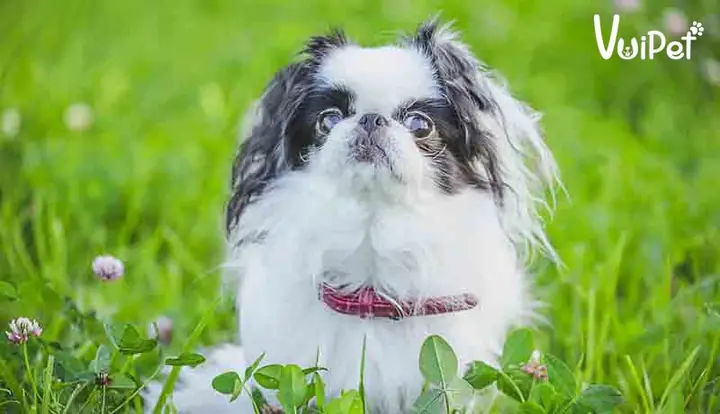 Đặc Điểm Của Chó Nhật Lông Xù Thuần Chủng