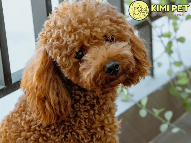 Chó Lông Xù Màu Nâu: Đặc Điểm & Chăm Sóc Đúng Cách Chó Lông Xù Màu Nâu: Đặc Điểm & Chăm Sóc Đúng Cách