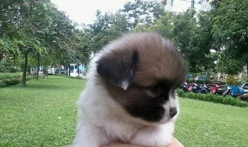 Chó Lông Xù Mini Nhật: Đặc Điểm, Cách Chăm Sóc Và Nguồn Gốc Của Các Giống Chó Đáng Yêu Này