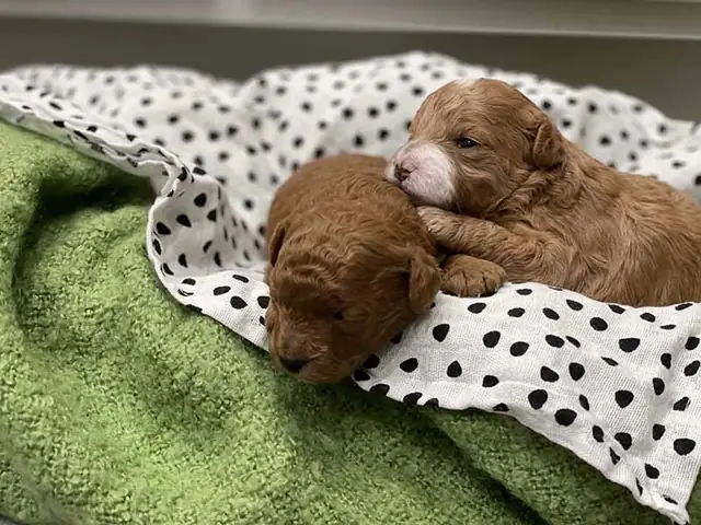 Có Nên Cạo Lông Cho Chó Poodle Mới Đẻ?