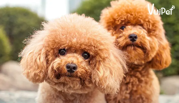 Chó Lông Xù Tên Gì? Tổng Quan Về Các Giống Chó Lông Xù Phổ Biến