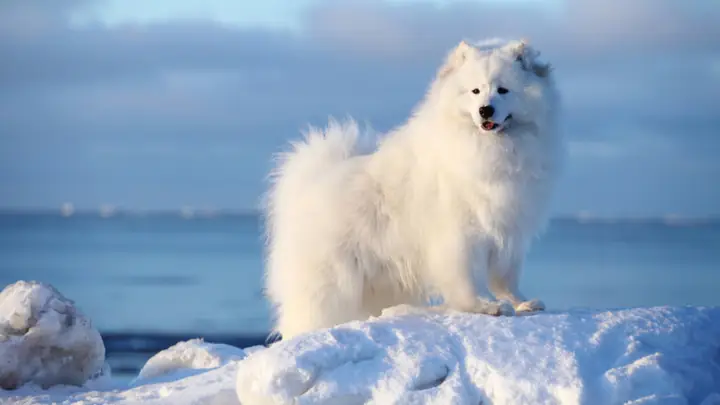 Nguồn Gốc Chó Samoyed