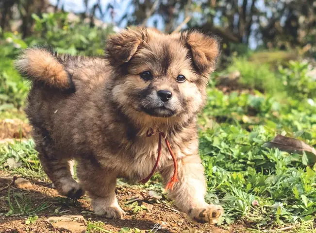 Giá Bán Chó Bắc Hà Bao Nhiêu?