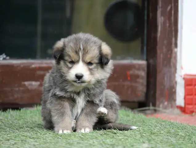 Chăm Sóc Sức Khỏe Và Lông