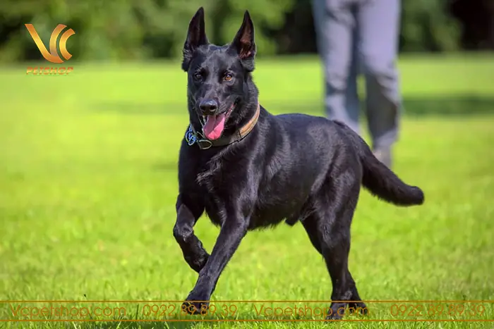 Yếu Tố Tác Động Đến Sự Đẹp Của Màu Lông