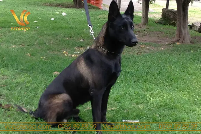 Điều Chỉnh Dinh Dưỡng: