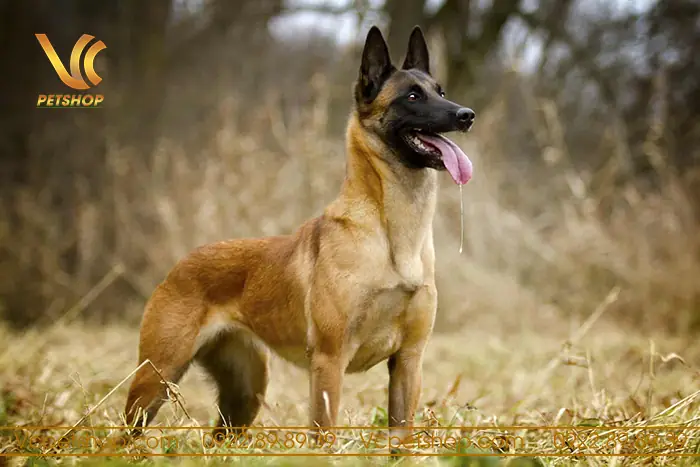 Chó Malinois Màu Nào Đẹp Nhất – Thông Tin Về Các Màu Lông Giống Chó Malinois
