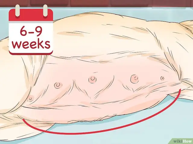 Bước 4: Nếu Bạn Muốn Biết Chó Nhà Bạn Có Đang Mang Thai Hay Không, Bạn Có Thể Theo Dõi Những Thay Đổi Trên Cơ Thể Của Chúng.