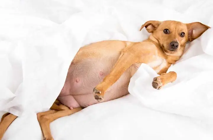 Dấu Hiệu, Biến Chứng Khi Chó Mang Thai Dấu Hiệu, Biến Chứng Khi Chó Mang Thai