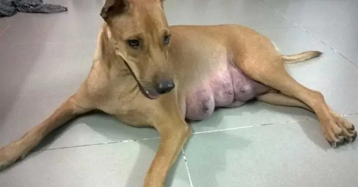 Chó Mang Thai Và Những Điều Phải Thuộc Lòng Chó Mang Thai Và Những Điều Phải Thuộc Lòng