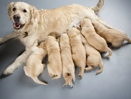 Tại Sao Người Nuôi Chó Mèo Nên Tẩy Giun Cho Chó Khi Đang Mang Thai?