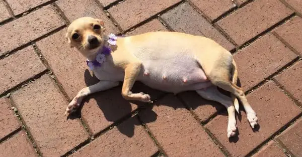 Chó Mang Thai Ra Dịch Xanh Chó Mang Thai Ra Dịch Xanh