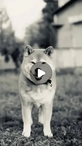 Chó Mặt Cười Nhật Bản Là Gì? Tìm Hiểu Về Shiba Inu – Biểu Tượng Cưng Của Xứ Sở Hoa Anh Đào