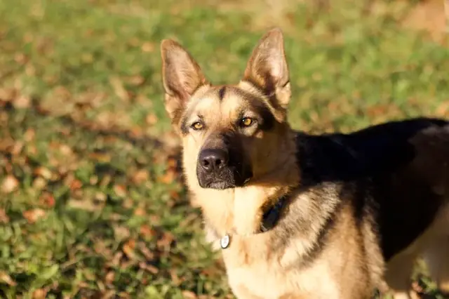 Chó Mắt Hí Giá Bao Nhiêu? Bảng Giá, Đặc Điểm Và Kinh Nghiệm Nuôi