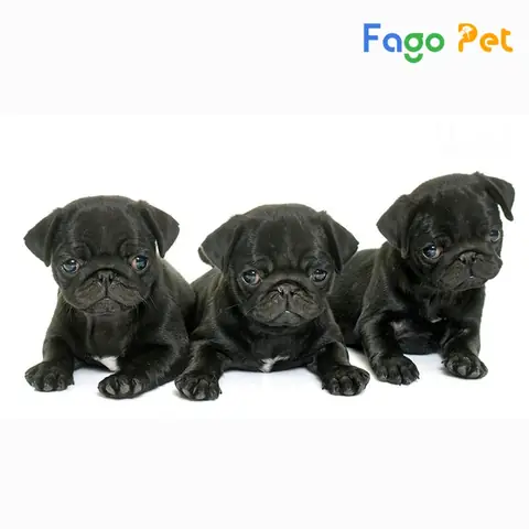 Giá Chó Pug Đen Cập Nhật Mới Nhất Giá Chó Pug Đen Cập Nhật Mới Nhất