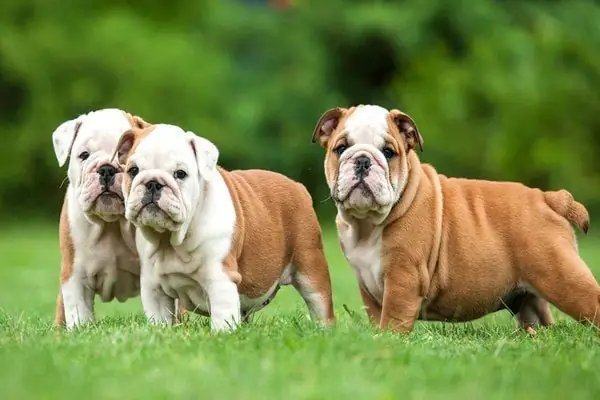 Đặc Điểm Tính Cách Của Chó Mặt Xệ Bulldog