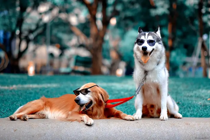 Hình Ảnh Những Chú Chó Đeo Kính Đẹp Mắt Và Ấn Tượng