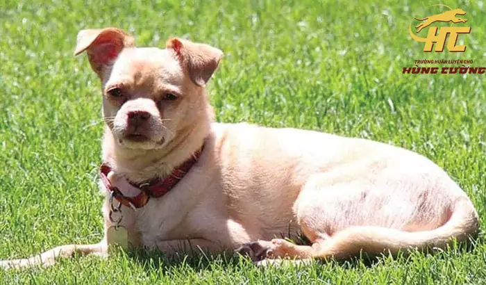 Chó Mặt Xệ Lai Chó Cỏ: Đặc Điểm, Cách Nhận Biết Và Chăm Sóc