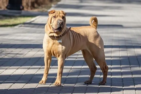 Nguồn Gốc Của Chó Shar Pei