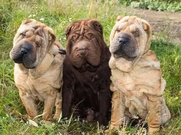 Đặc Điểm Của Giống Chó Shar Pei