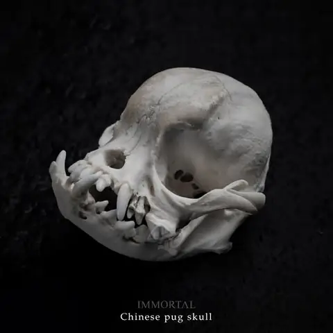 Chó Mặt Xệ Trung Quốc: Đặc Điểm, Nguồn Gốc Và Cách Chăm Sóc Chó Mặt Xệ Trung Quốc: Đặc Điểm, Nguồn Gốc Và Cách Chăm Sóc