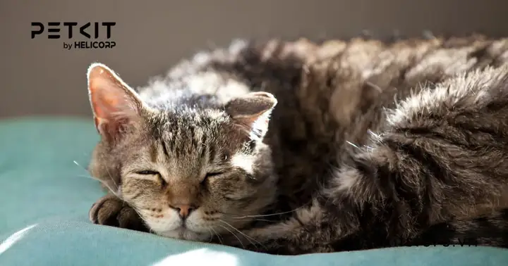 Nguyên Nhân Dẫn Đến Mèo Không Đi Ị 2 Ngày?