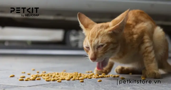 Hậu Quả Của Việc Không Đi Ị Kéo Dài