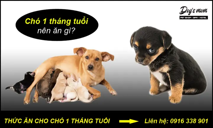 Chó May Tháng Ăn Được Xương: Những Điều Cần Biết Về Chế Độ Dinh Dưỡng An Toàn Cho Chó