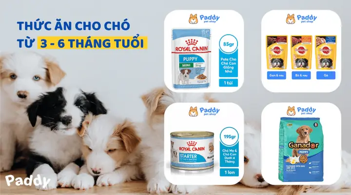 Thức Ăn Cho Chó Từ 3 Đến 6 Tháng Tuổi Thức Ăn Cho Chó Từ 3 Đến 6 Tháng Tuổi