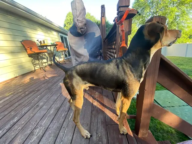 Chó May Tháng Ăn Được Xương: Những Điều Cần Biết Về Chế Độ Dinh Dưỡng An Toàn Cho Chó Chó May Tháng Ăn Được Xương: Những Điều Cần Biết Về Chế Độ Dinh Dưỡng An Toàn Cho Chó