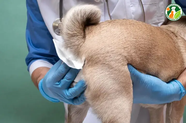 Đưa Chó Đến Spa Hoặc Cơ Sở Thú Y Để Vắt Tuyến Hôi Đưa Chó Đến Spa Hoặc Cơ Sở Thú Y Để Vắt Tuyến Hôi