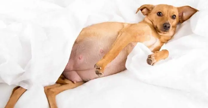 Làm Sao Để Biết Chó Chửa Mấy Tháng Thì Đẻ