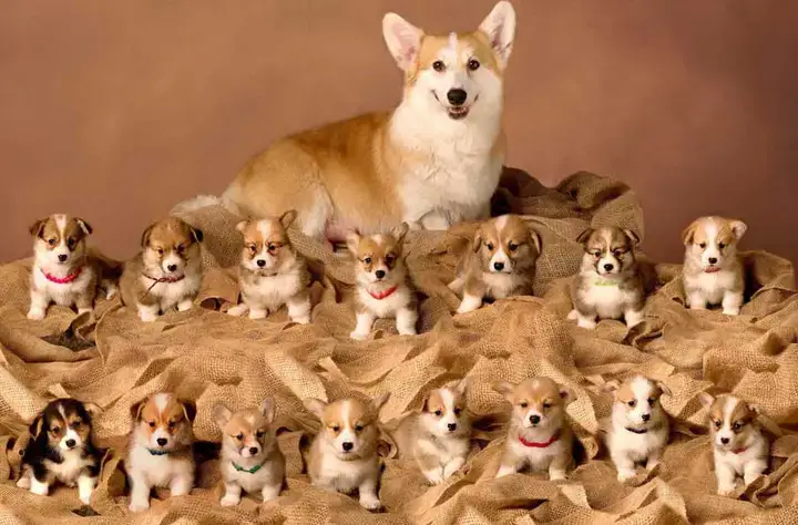 Chu Kỳ Động Dục Của Chó Cái (estrus Cycle) – Nền Tảng Để Hiểu Chó Sinh Sản