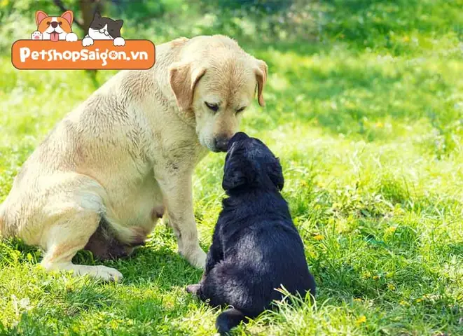 Vì Sao Chó Mẹ Ăn Thịt Chó Con Đã Chết? Vì Sao Chó Mẹ Ăn Thịt Chó Con Đã Chết?