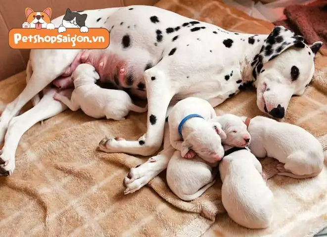 Mối Quan Hệ Giữa Chó Mẹ Và Chó Con Mối Quan Hệ Giữa Chó Mẹ Và Chó Con