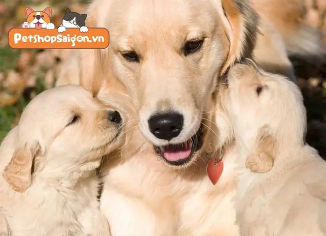 Vì Sao Chó Mẹ Lại Bỏ Rơi Chó Con Của Mình?