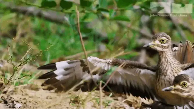 Chim Dikkop Đánh Đuổi Kỳ Đà Bảo Vệ Ổ Trứng Cho Cá Sấu Chim Dikkop Đánh Đuổi Kỳ Đà Bảo Vệ Ổ Trứng Cho Cá Sấu