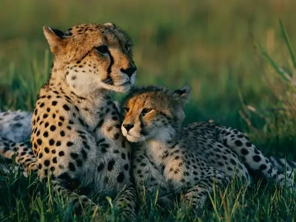 Báo Mẹ Đánh Đuổi Bầy Chó Rừng Để Bảo Vệ Đàn Con Báo Mẹ Đánh Đuổi Bầy Chó Rừng Để Bảo Vệ Đàn Con