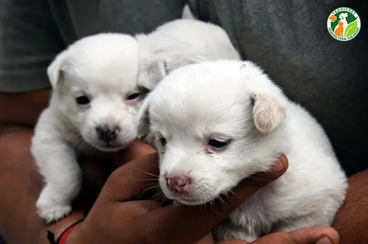 Các Giai Đoạn Phát Triển Của Chó Con Các Giai Đoạn Phát Triển Của Chó Con