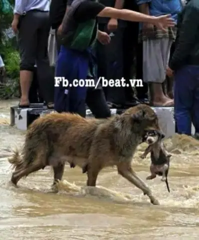 Giải Mã Hiện Tượng Chó Mẹ Cắn Chó Con: Nguyên Nhân & Giải Pháp Giải Mã Hiện Tượng Chó Mẹ Cắn Chó Con: Nguyên Nhân & Giải Pháp