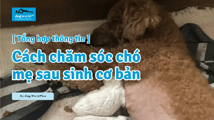 Tại Sao Chó Mẹ Cào Ổ Sau Sinh? Giải Mã Tập Tính Bản Năng Và Cách Chăm Sóc Đúng Cách Tại Sao Chó Mẹ Cào Ổ Sau Sinh? Giải Mã Tập Tính Bản Năng Và Cách Chăm Sóc Đúng Cách