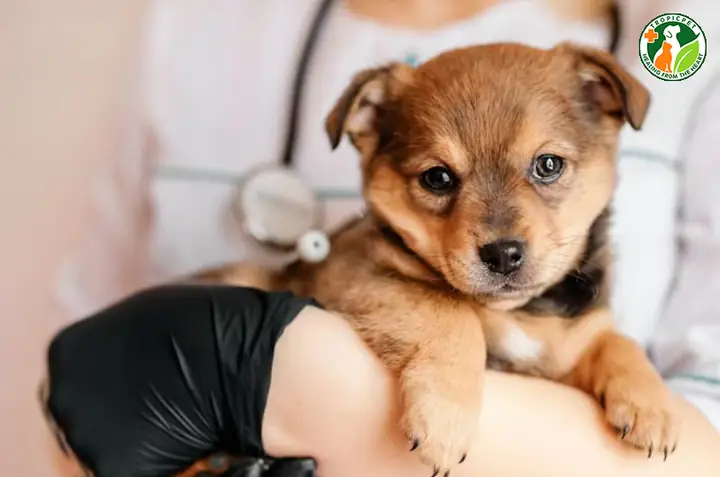 Chăm Sóc Sức Khỏe Chăm Sóc Sức Khỏe