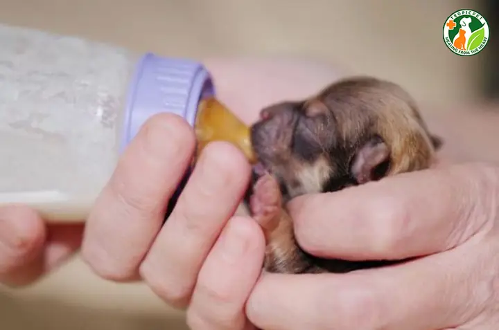 Chế Độ Dinh Dưỡng Chế Độ Dinh Dưỡng