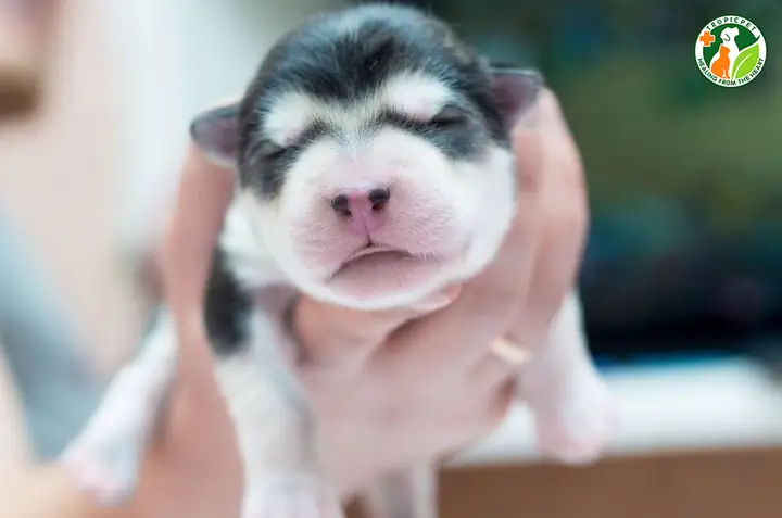 Chó Con Mới Đẻ Bị Mất Mẹ Có Sống Được Không? Chó Con Mới Đẻ Bị Mất Mẹ Có Sống Được Không?