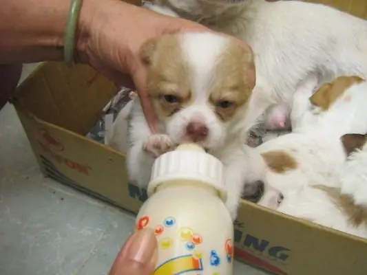 A, Lựa Chọn Bình Sữa Phù Hợp Cho Chó Con