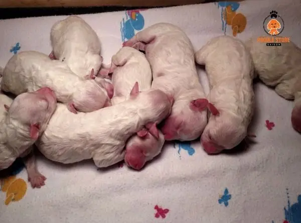 Chú Ý Làm Sạch Cơ Thể Cho Cún Con Mới Sinh Chú Ý Làm Sạch Cơ Thể Cho Cún Con Mới Sinh