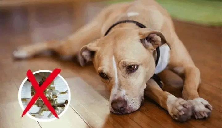 Những Dấu Hiệu Nào Chứng Tỏ Rằng Chó Mèo Ăn Phải Bả?