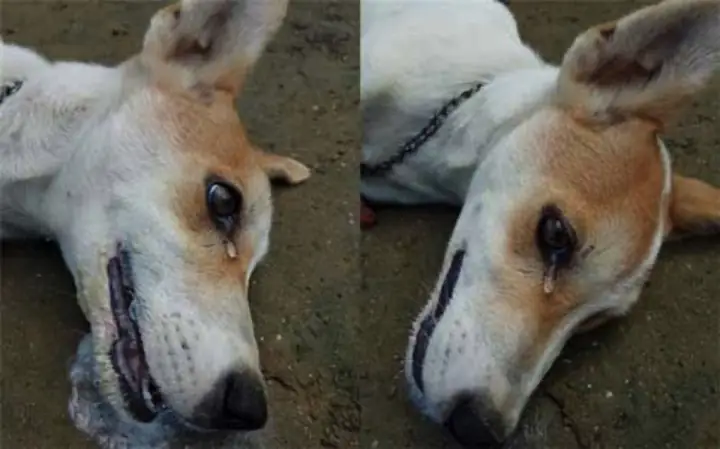 Những Dấu Hiệu Nào Chứng Tỏ Rằng Chó Mèo Ăn Phải Bả?